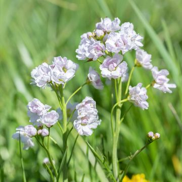 Cardamine pratensis Flore Pleno