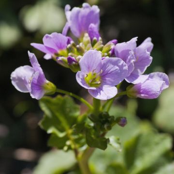 Cardamine raphanifolia