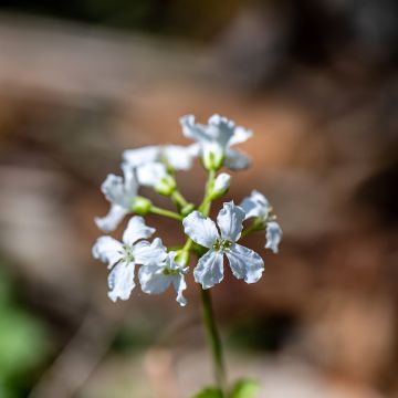 Cardamine trifolia, Cresson des près