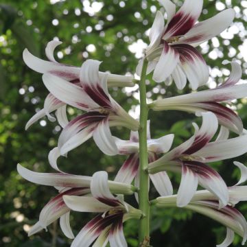 Cardiocrinum giganteum - Giant Himalayan lily