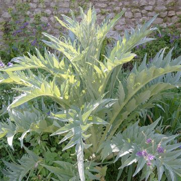 Cardoon Plein Blanc Inerme - Cynara cardunculus