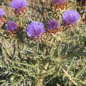 Cardoon D'Alger - Cynara cardunculus