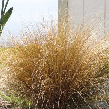 Carex buchananii - Laîche du Buchanan