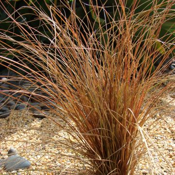 Carex comans Bronze Form