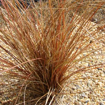 Carex comans Bronco