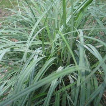 Carex flacca