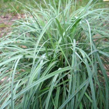 Carex flacca Blue Zinger