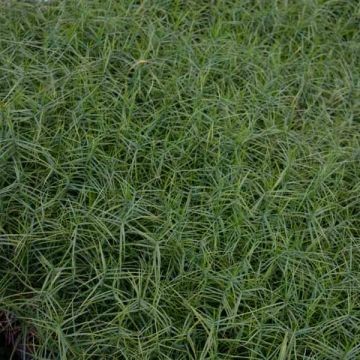 Carex muskingumensis Little Midge