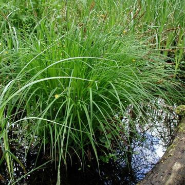 Carex montana