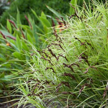 Carex muskingumensis Oehme