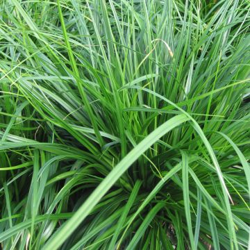 Carex oshimensis Evergreen - Oshima Sedge