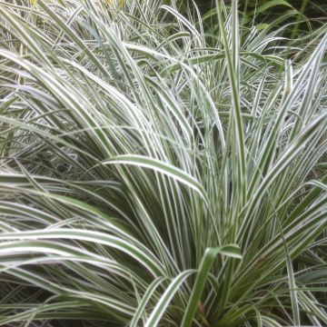 Carex oshimensis Everest - Oshima sedge