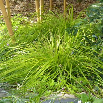 Carex oshimensis Everillo - Oshima Sedge