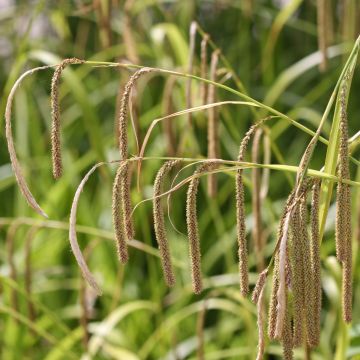 Carex pendula