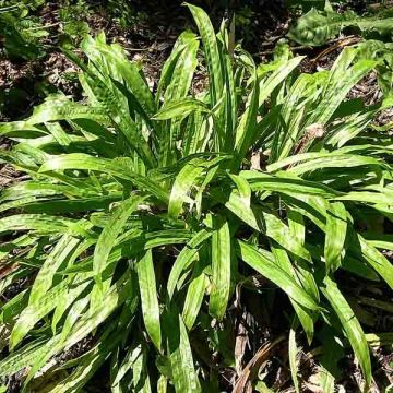 Carex plantaginea