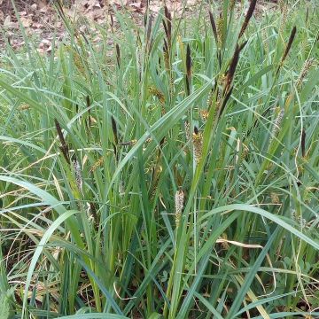 Carex riparia