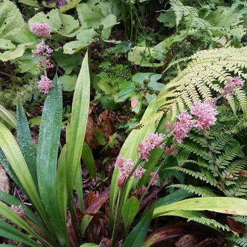 Carex scaposa