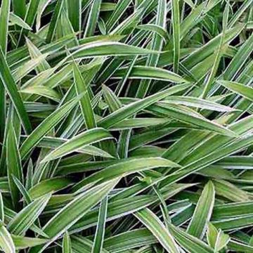 Carex siderosticha Variegata - Laîche