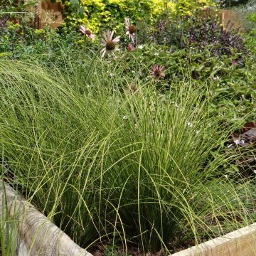 Carex testacea Lime Shine