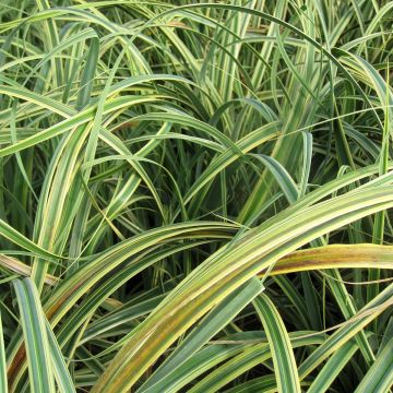 Carex trifida Rekohu Sunrise