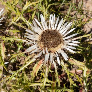 Carlina acaulis ssp. simplex Bronze - Carline des Alpes Bronze - Carline à tige courte - 