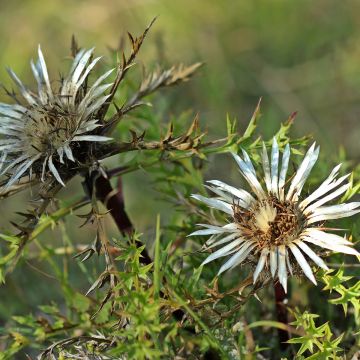 Carlina acaulis subsp. simplex