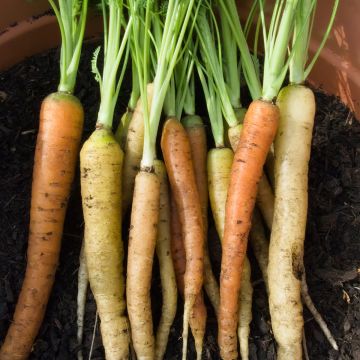 Carrot Rainbow F1 - Daucus carota