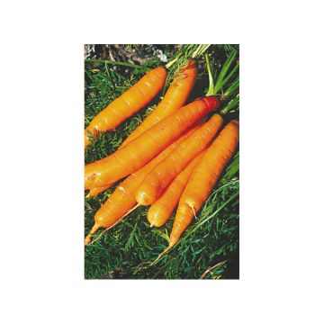 Carrot Touchon - Daucus carota