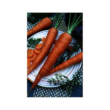 Carrot Valery - Daucus carota