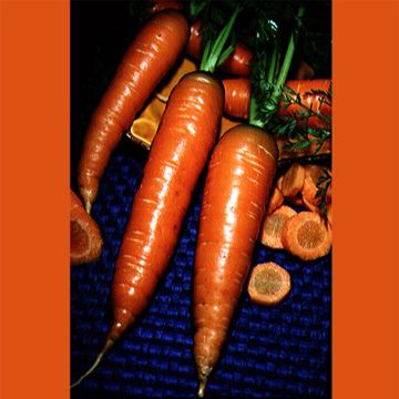 Carrot Colmar à Coeur Rouge - Daucus carota
