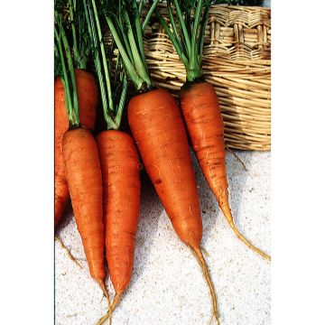 Carrot Chantenay à Coeur Rouge - Daucus carota