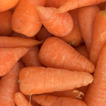 Carrot Chantenay Red Cored organic seeds - Daucus carota