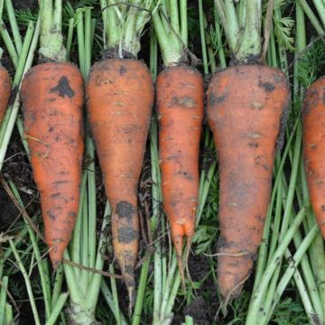 Carrot de St-Valery - Ferme de Sainte Marthe untreated seeds