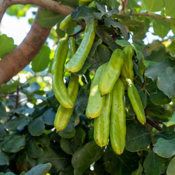Ceratonia siliqua - Carob