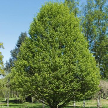 Carpinus betulus Fastigiata - Hornbeam