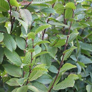 Carpinus betulus Lucas - Hornbeam