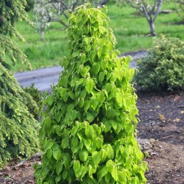 Carpinus betulus Monumentalis - Hornbeam