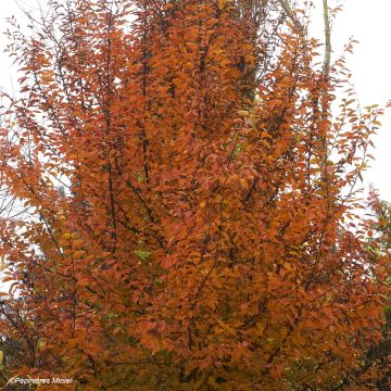 Carpinus betulus Orange Retz - Hornbeam