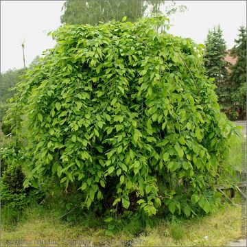 Carpinus betulus Pendula - Hornbeam