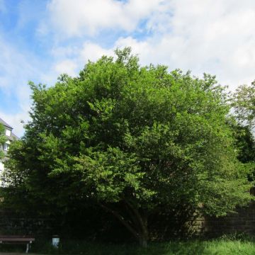 Carpinus betulus Quercifolia - Hornbeam
