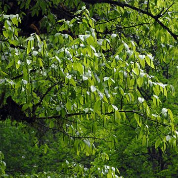 Carpinus fangiana - Monkey-tail Hornbeam