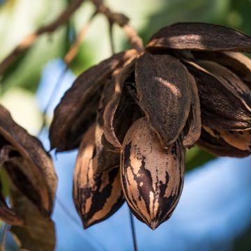 Carya illinoinensis Choctaw - Pecan Tree