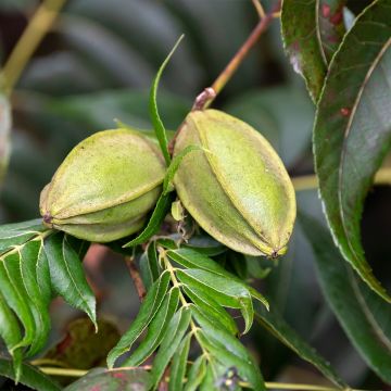 Carya illinoinensis Mohawk - Pecan Tree