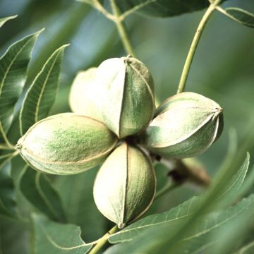 Carya illinoinensis