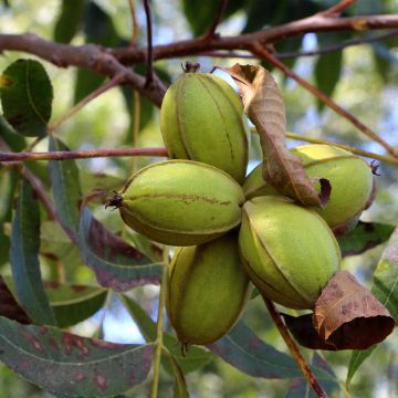 Carya illinoinensis Pawnee - Pecan Tree