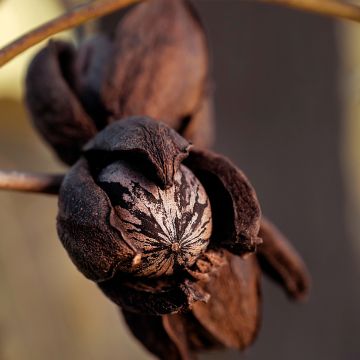 Carya illinoinensis Shoshoni - Pecan Tree