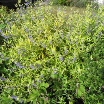 Caryopteris clandonensis Worcester Gold - Bluebeard