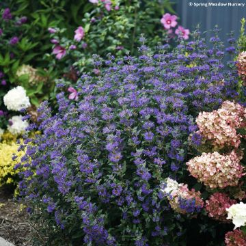 Caryopteris clandonensis Beyond Midnight - Bluebeard