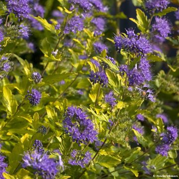 Caryopteris incana Sunny Blue - Bluebeard