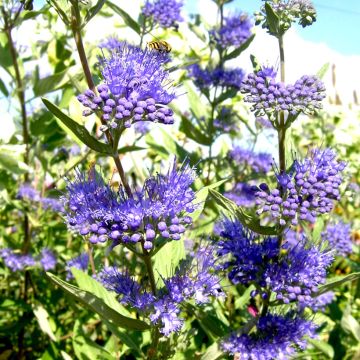 Caryopteris clandonensis Camara Dark Blue - Bluebeard